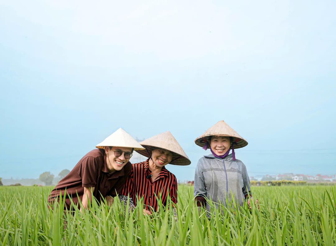 Về Với Làng Lúa Yên Phong – Bắc Ninh: Nơi Gìn Giữ Giống Lúa Nếp Cái Hoa Vàng