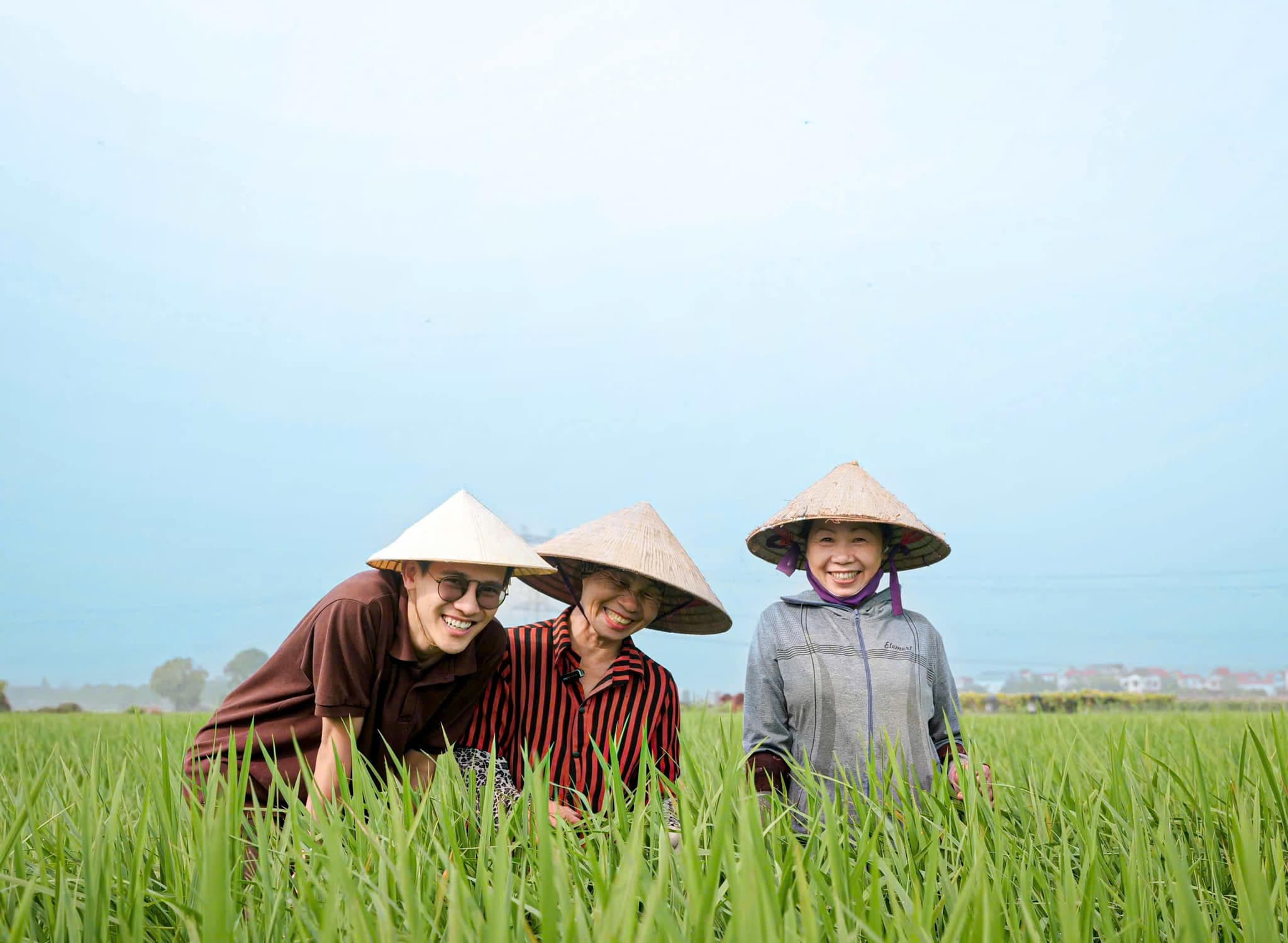 Về Với Làng Lúa Yên Phong – Bắc Ninh: Nơi Gìn Giữ Giống Lúa Nếp Cái Hoa Vàng